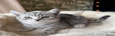 British Shorthair 3