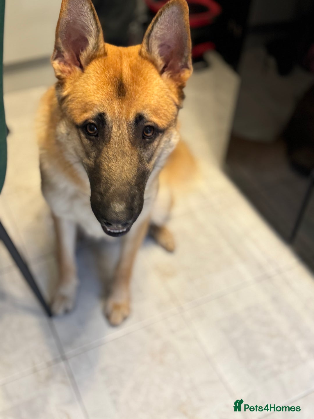 Mixed Breed dogs for sale: Zeus 9 months  - Advert 3