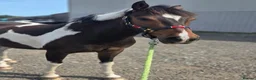 Other Breed horses for sale: Sparky in Redcar - Advert 3