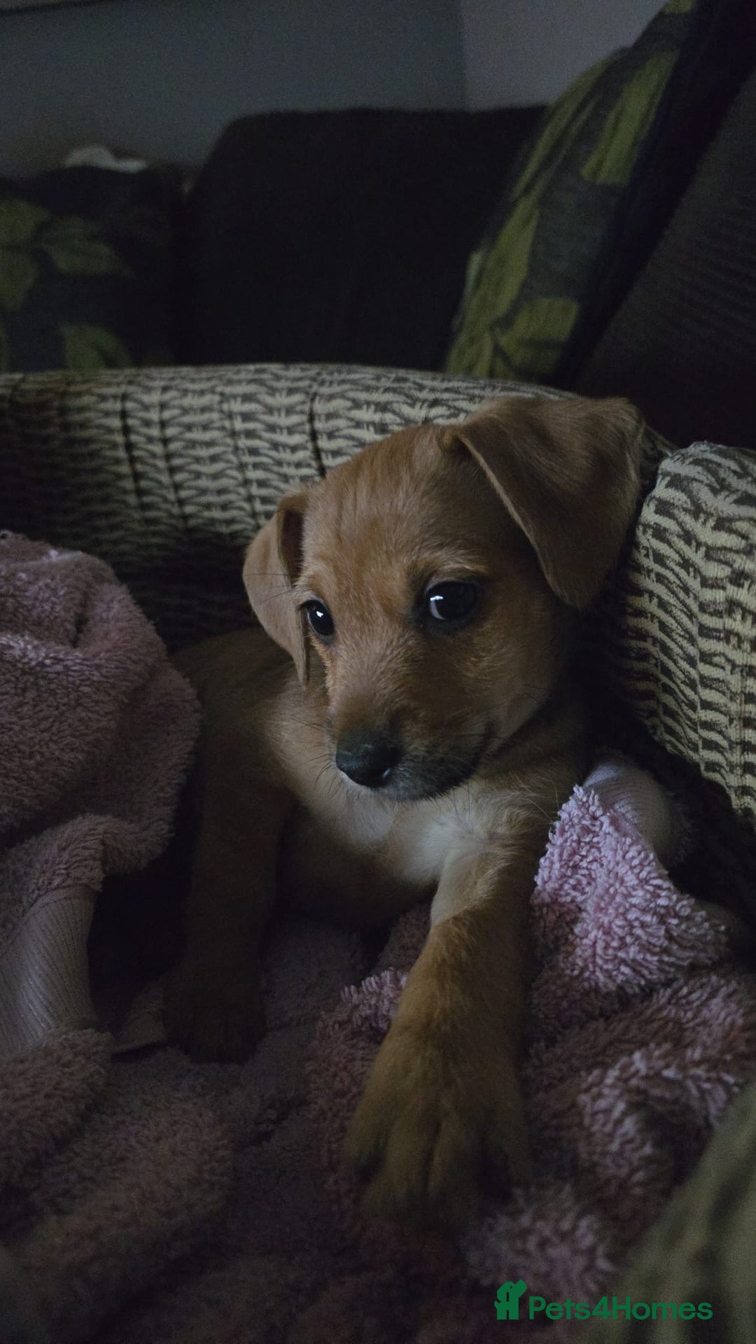 Mixed Breed dogs for sale: Shih-poo x Jack Russell Puppys - Advert 9