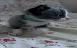 Mixed Breed cats for sale: Beautiful playful boy kittens  - Image 8