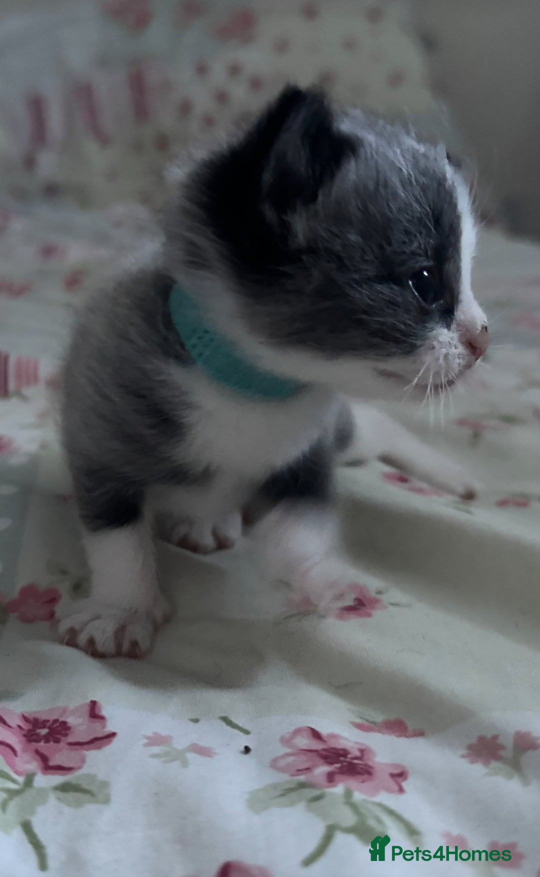 Mixed Breed cats for sale: Beautiful playful boy kittens  - Image 8