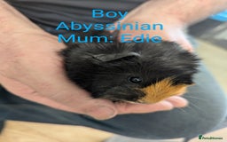 Guinea Pig rodents for sale: Stunning baby guinea pigs! Lunkarya/Abyssinian/sh  - Image 13