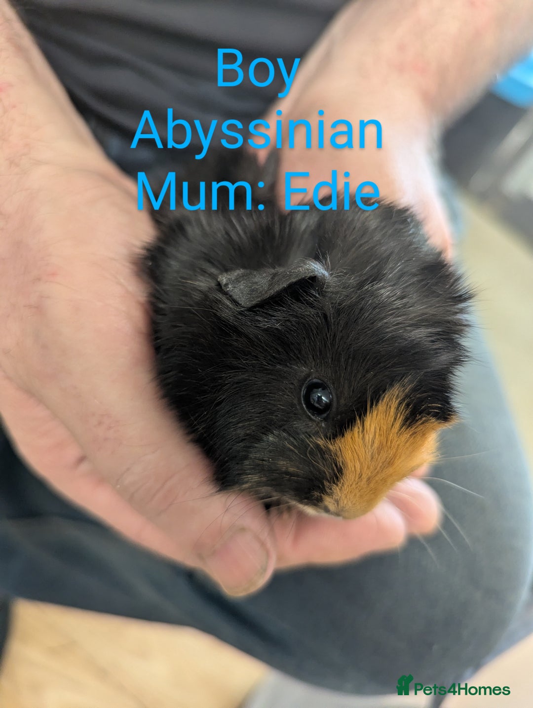 Guinea Pig rodents for sale: Stunning baby guinea pigs! Lunkarya/Abyssinian/sh  - Image 13