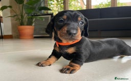 Miniature Dachshund dogs for sale: KC Registered Miniature Dachshund Puppies    - Image 8