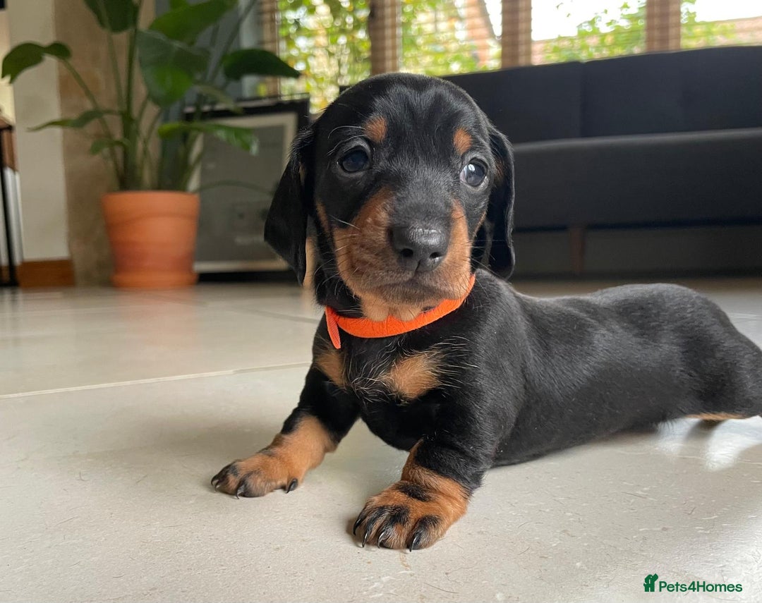 Miniature Dachshund dogs for sale: KC Registered Miniature Dachshund Puppies    - Image 8