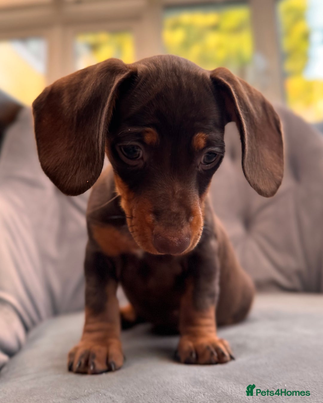 Miniature Dachshund dogs for sale: BEAUTIFUL MINI DACHSHUND PUPPIES READY NOW - Image 19