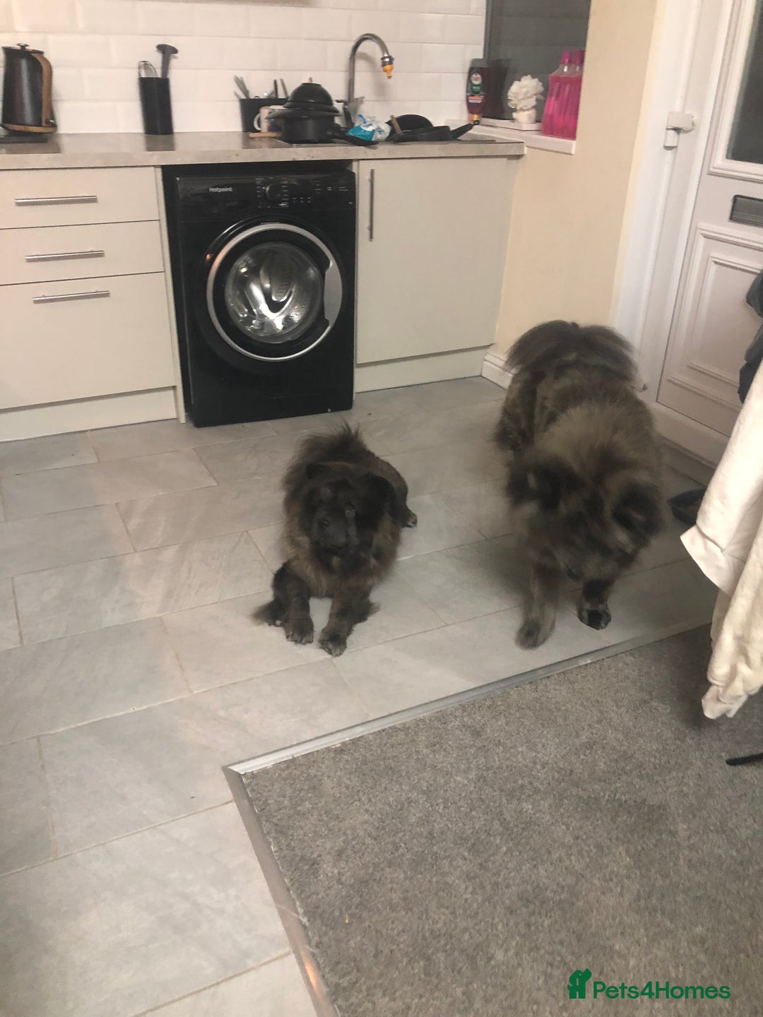 Chow Chow dogs for sale: BLUE CHOW CHOW GIRLS  - Advert 7