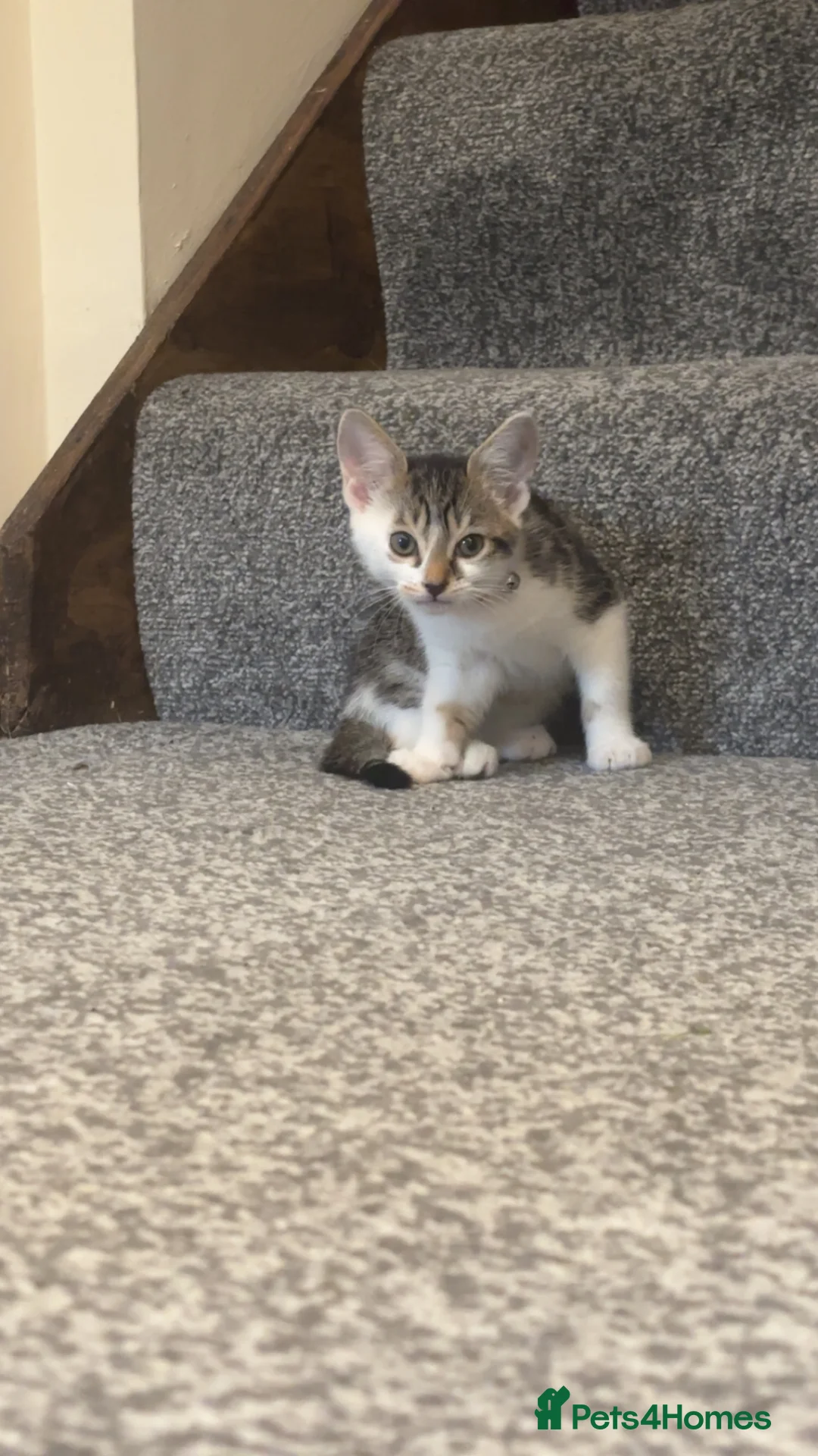 Mixed Breed cats for sale: 10 week old kitten for sale  in Kettering - Advert 3