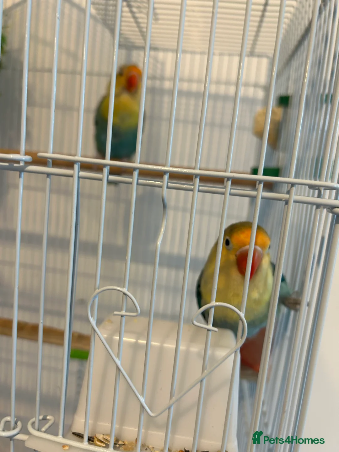 Lovebirds birds for sale: pair love birds with cage - Advert 10