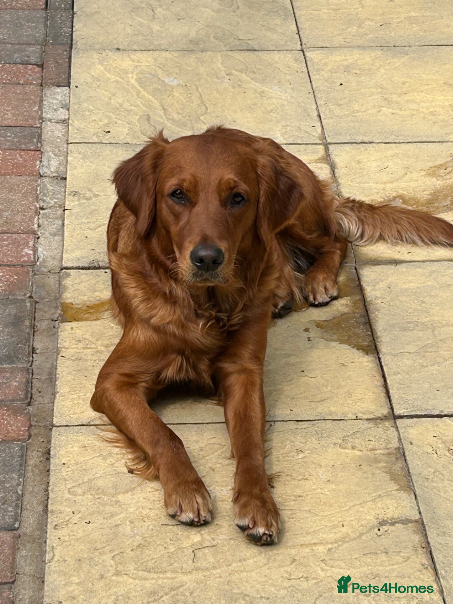 Golden Retriever dogs Beautiful litter of dark red golden retriever pups - Advert 2
