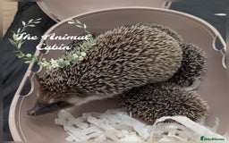 Pygmy Hedgehog rodents for sale: African pygmy hedgehogs. Ready for Xmas! 2 litters - Advert 1