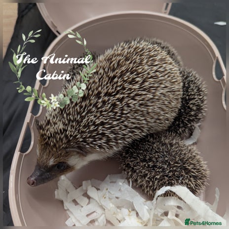 Pygmy Hedgehog rodents African pygmy hedgehogs. Ready for Xmas! 2 litters - Advert 1