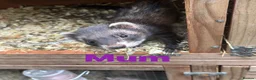 Ferret rodents for sale: Baby ferrets  - Advert 2