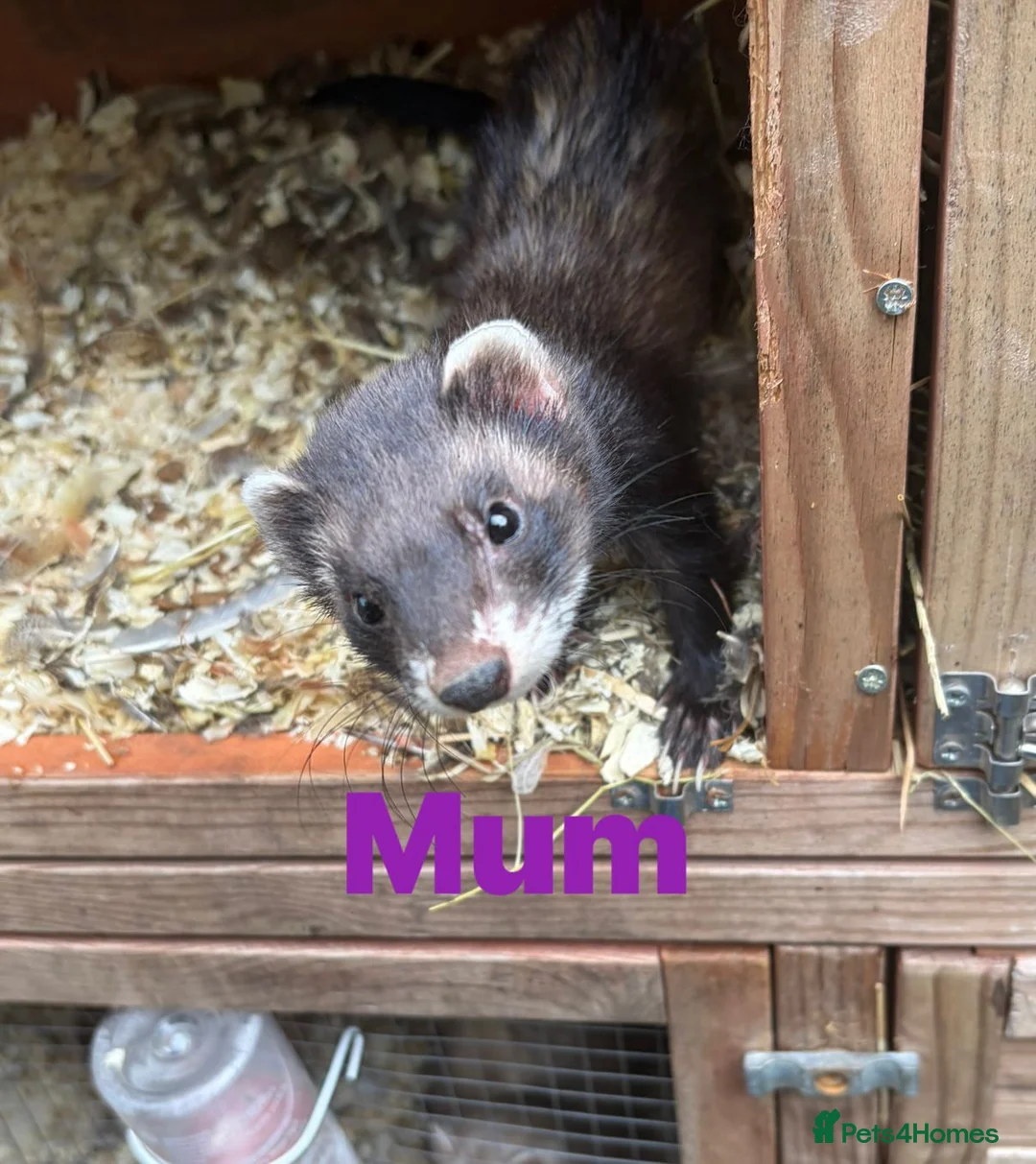 Ferret rodents for sale: Baby ferrets  - Advert 2