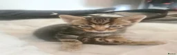 Mixed Breed cats for sale: 3 kittens  - Advert 7