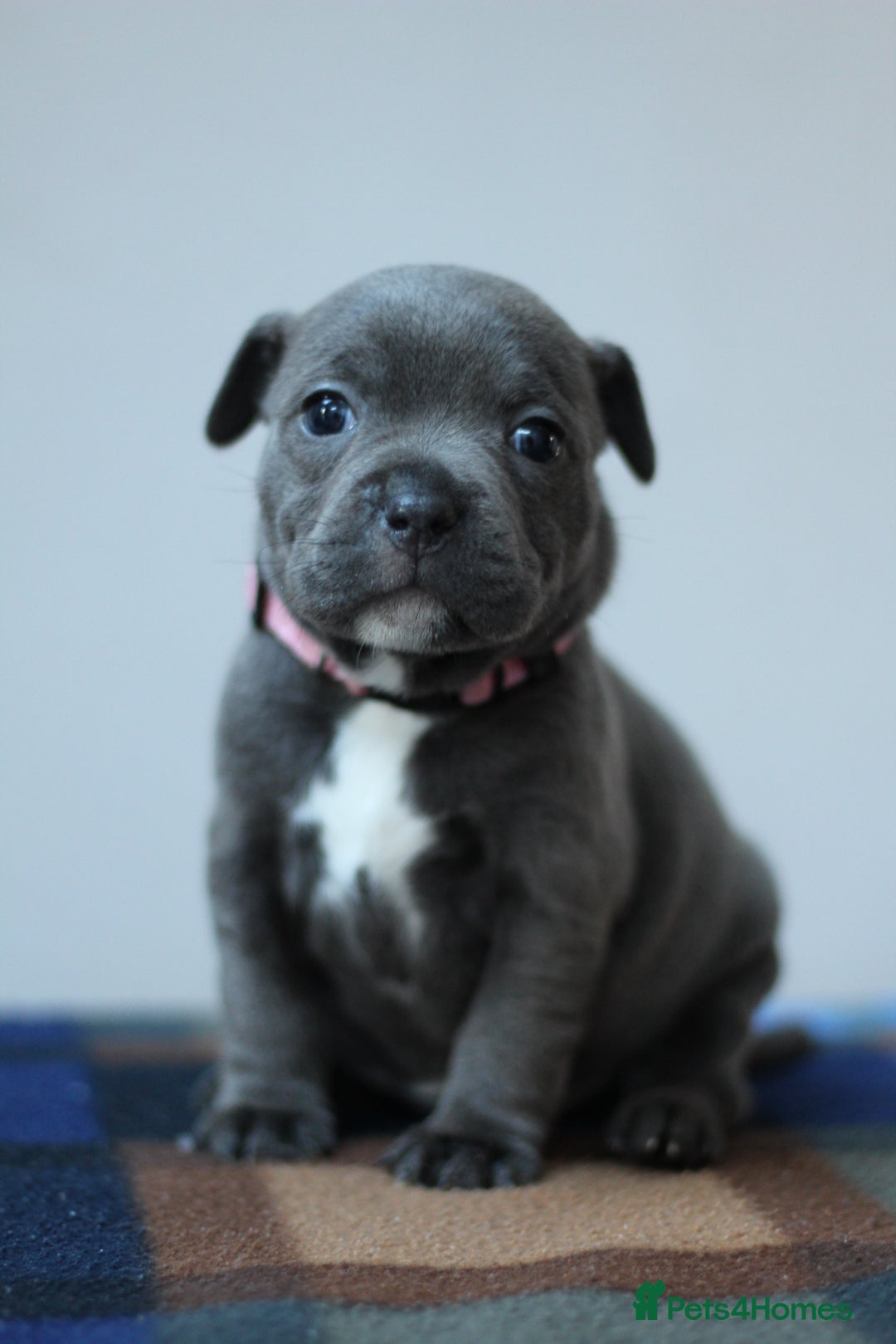 Staffordshire Bull Terrier dogs for sale: SBT CHAMPION BLOODLINE FURY & CLEO - Advert 3