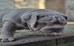 English Bulldog dogs for sale: English bulldog  - Image 10