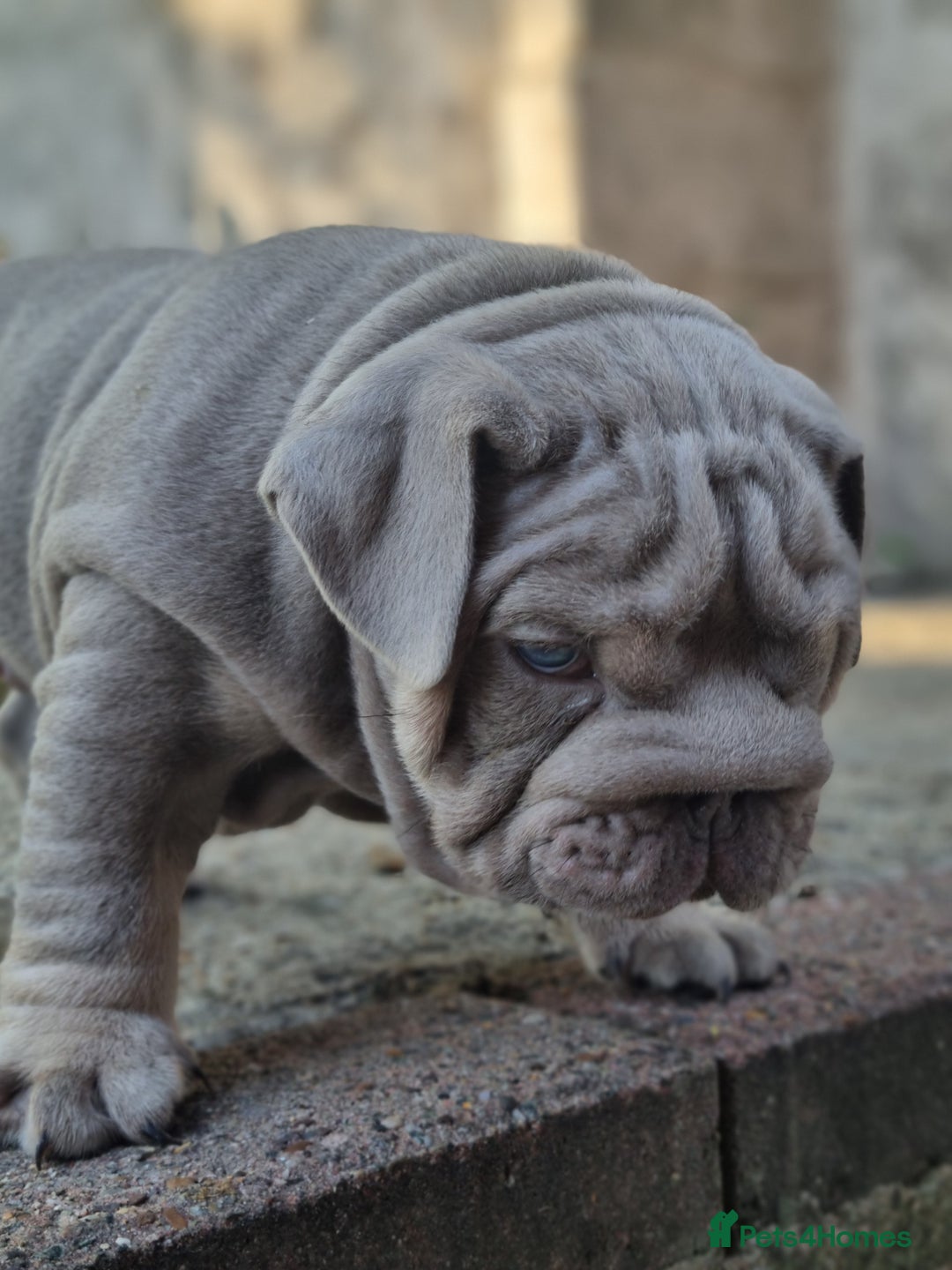 English Bulldog dogs for sale: English bulldog  - Image 10