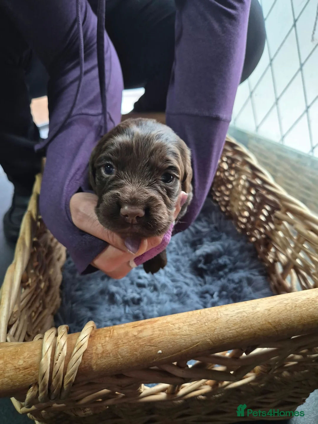 Cocker Spaniel dogs for sale: Beautiful Cocker spaniels pups  - Advert 2