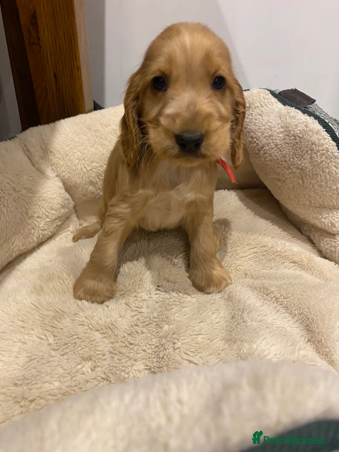 Cocker Spaniel dogs for sale: Gorgeous golden Show Cocker spaniel Litter  - Advert 31