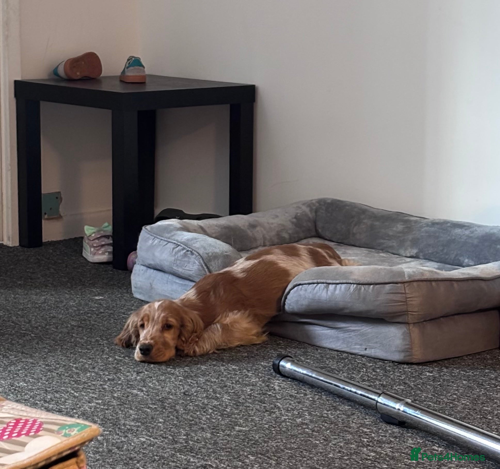 Cocker Spaniel dogs Show cocker spaniel  - Advert 6