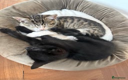Mixed Breed cats for sale: Two gorgeous girls and full care kit - Image 3