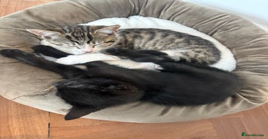 Mixed Breed cats - Advert 14
