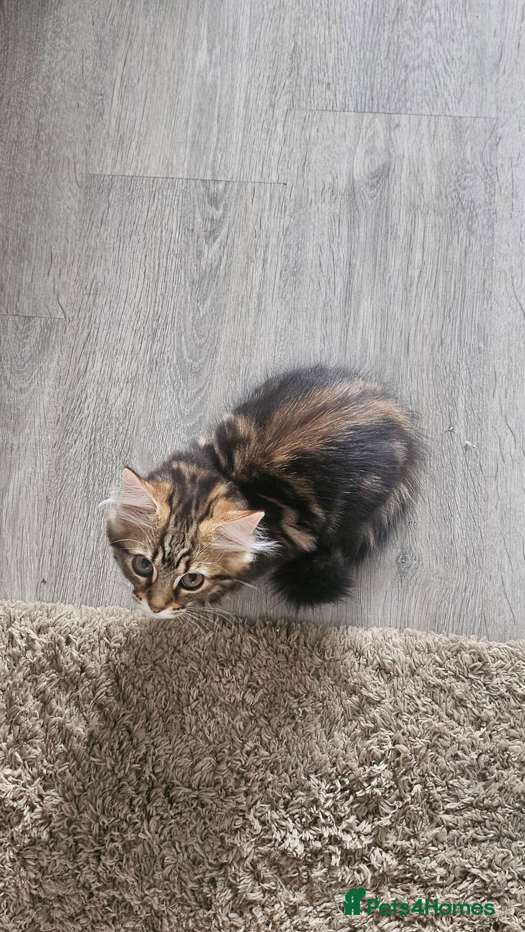 Persian cats for sale: Persian Kittens ready now  - Image 15