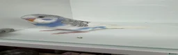 Budgerigars birds for sale: Beautiful baby budgies for sale - Advert 4