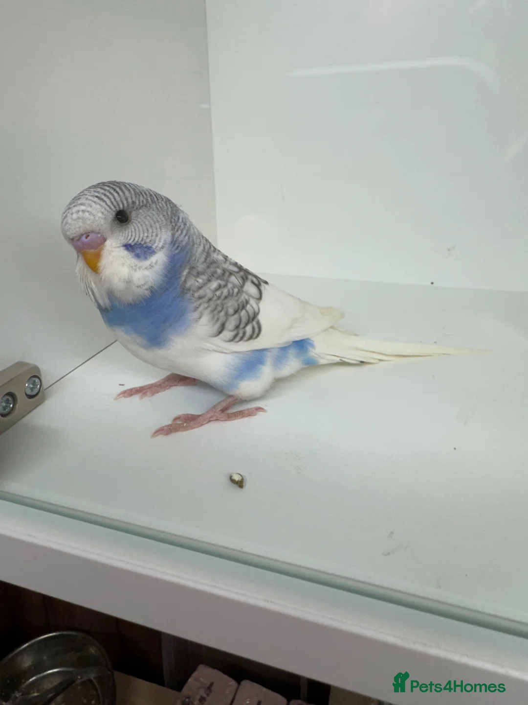 Budgerigars birds for sale: Beautiful baby budgies for sale - Advert 4