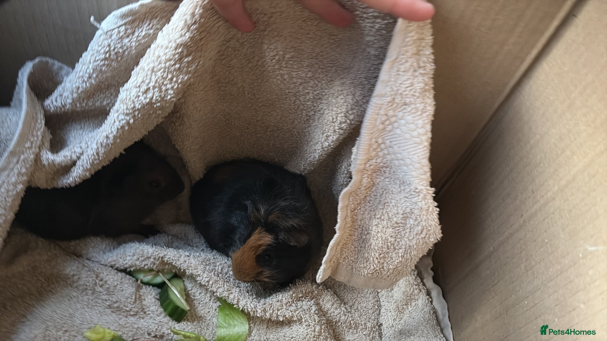 Guinea Pig rodents 2 bonded baby sows - Advert 1