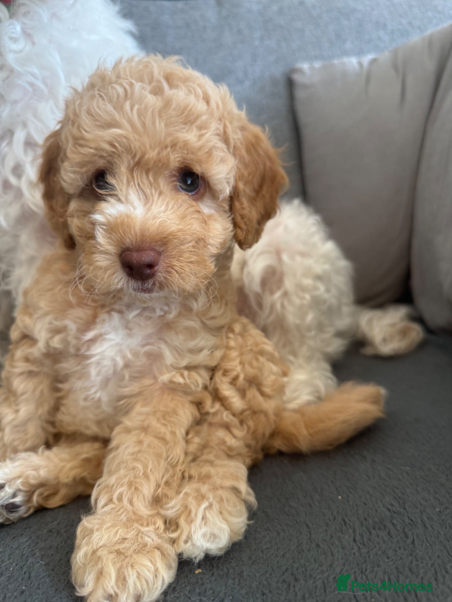 Cockapoo dogs 1 Beautiful girl F2b Cockapoo puppy  - Advert 2