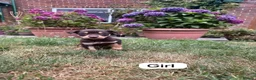 Australian Kelpie dogs for sale: Australian Kelpie Puppies - Advert 3
