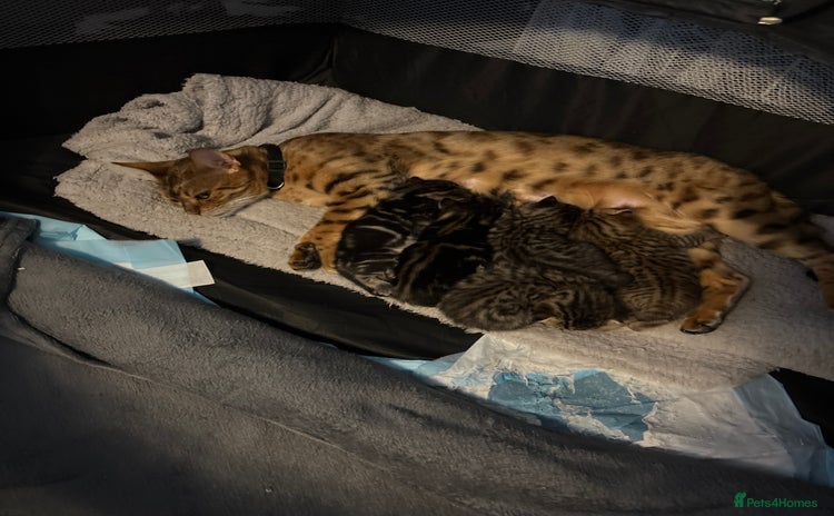 Bengal cats - Advert 3