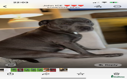 Staffordshire Bull Terrier dogs for sale: Staffordshire bull terrier  - Image 4