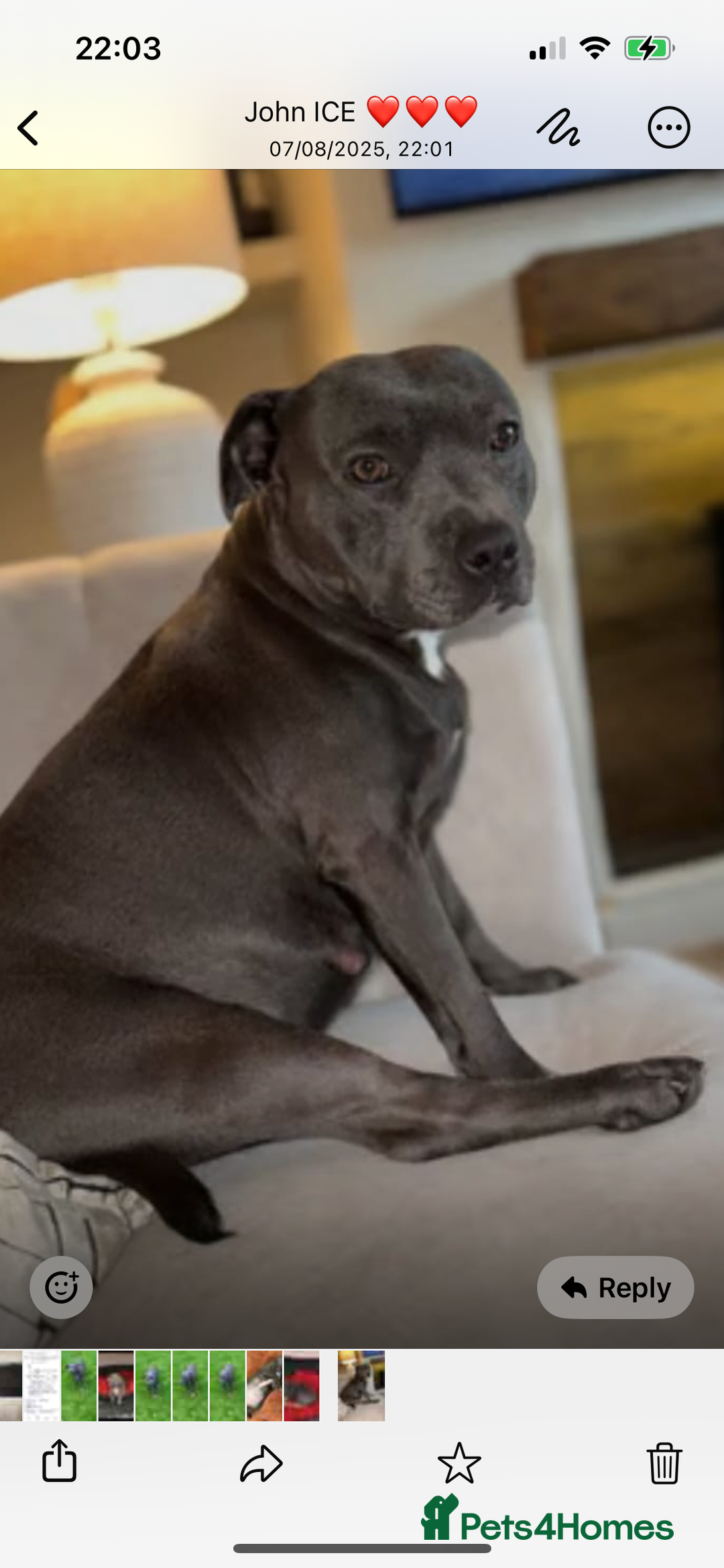 Staffordshire Bull Terrier dogs for sale: Staffordshire bull terrier  - Image 4