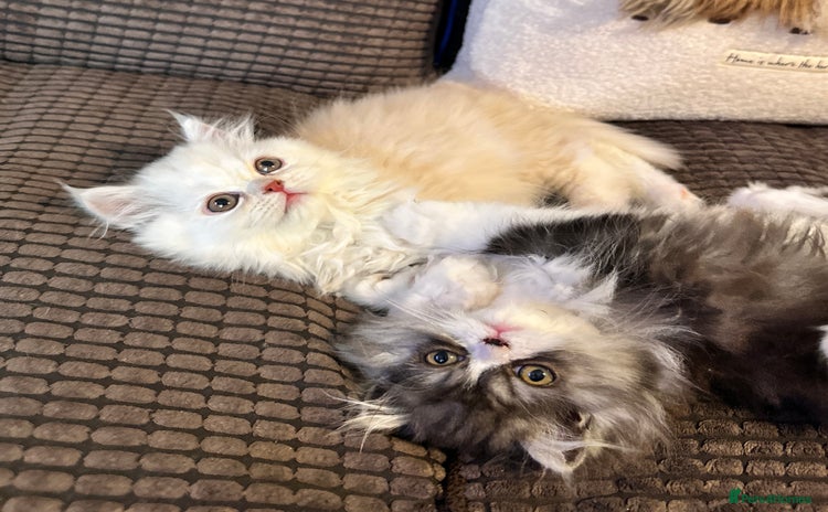 Persian cats - Advert 5