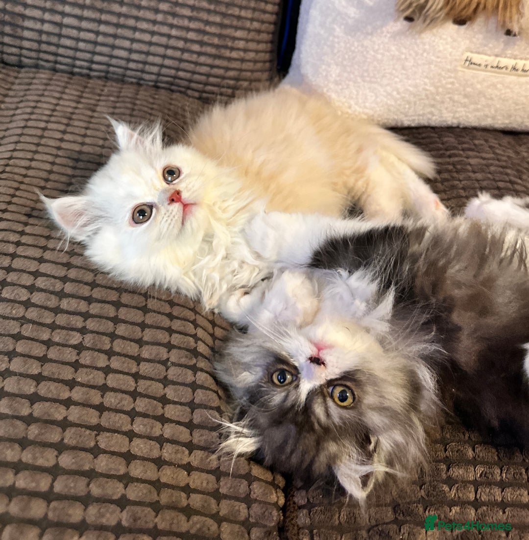 Persian cats for sale: Stunning fluffy Persian baby💗 - Advert 9