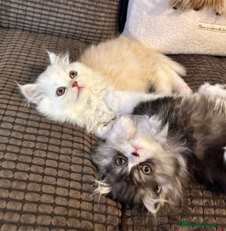 Persian cats - Advert 5