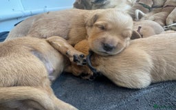 Golden Retriever dogs for sale: KC reg Golden retriever puppies - Image 3