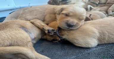 Golden Retriever dogs - Advert 7