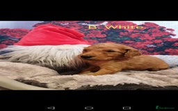 Mixed Breed dogs for sale: Stunning multigenerational golden Irish doodles  - Image 15