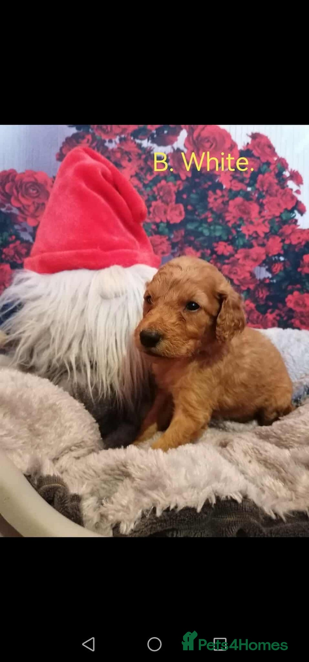 Mixed Breed dogs for sale: Stunning multigenerational golden Irish doodles  - Image 15