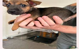 Mixed Breed dogs for sale: 1 Female Jack Russel cross Chihuahua - Image 1