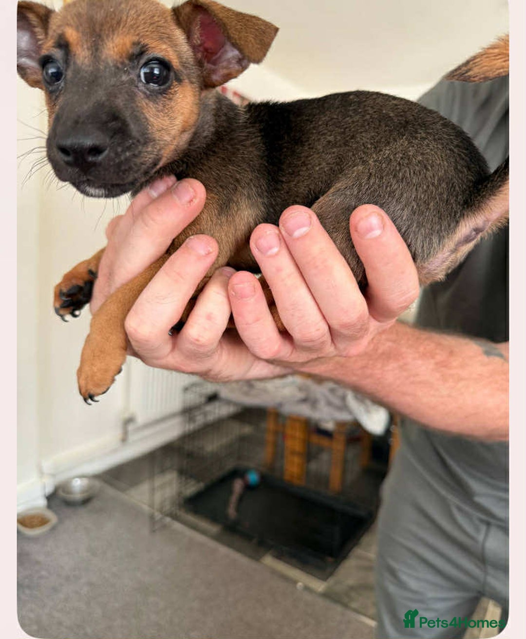 Mixed Breed dogs for sale: 1 Female Jack Russel cross Chihuahua - Image 1