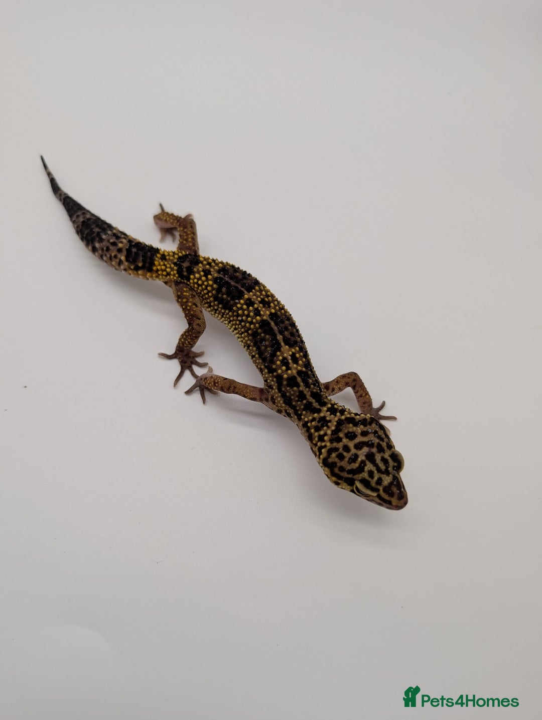 Leopard Gecko reptiles for sale: Black Night Cross Leopard Gecko  - Advert 4