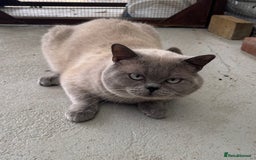 British Shorthair cats for sale: British shorthair GGCF active boy Blue CP  - Image 2