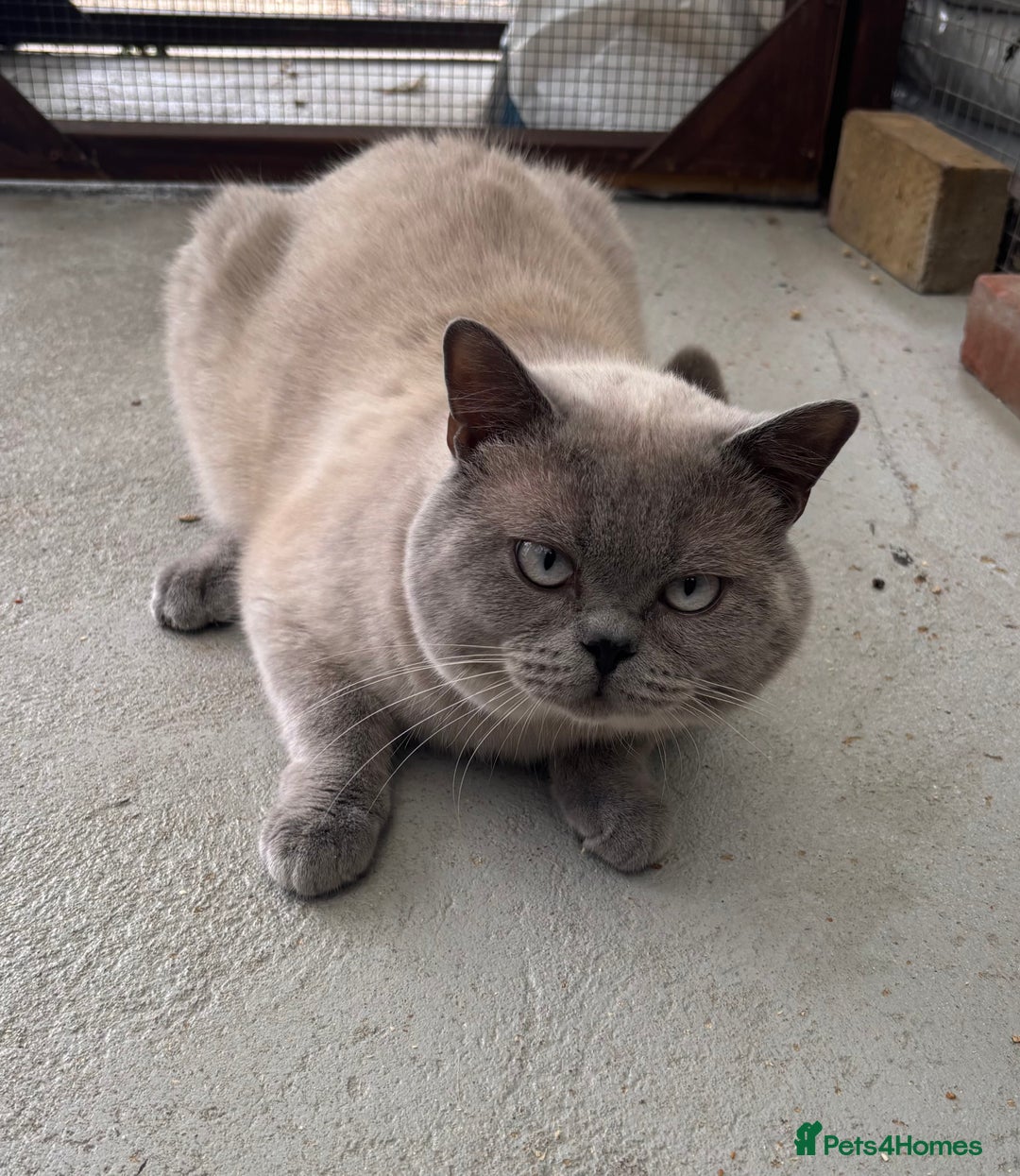 British Shorthair cats for sale: British shorthair GGCF active boy Blue CP  - Image 2