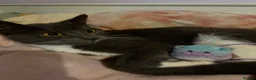 Mixed Breed cats for sale: Litter of 6 Kittens  - Advert 22